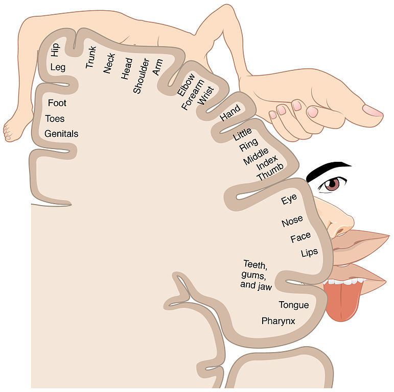 Figure 8: Sensory homonculus illustration. Source: OpenStax College; Wikimedia Commons; CC-BY
